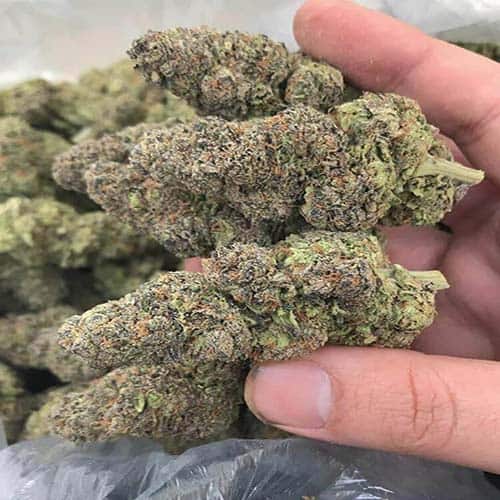 Blue Dream – Premium Hybrid Cannabis Strain for Relaxation, Euphoria, and Creativity, Delivered Worldwide from San Diego, CA